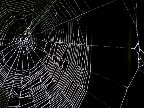 Cobweb-1